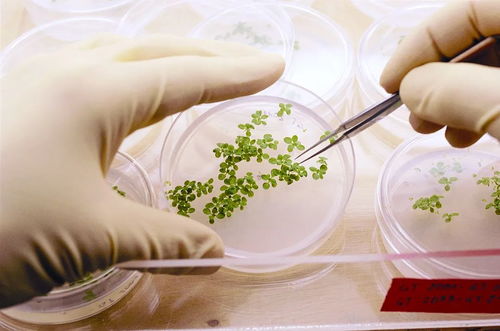 中國中化 生物農藥技術研發引領綠色農業未來